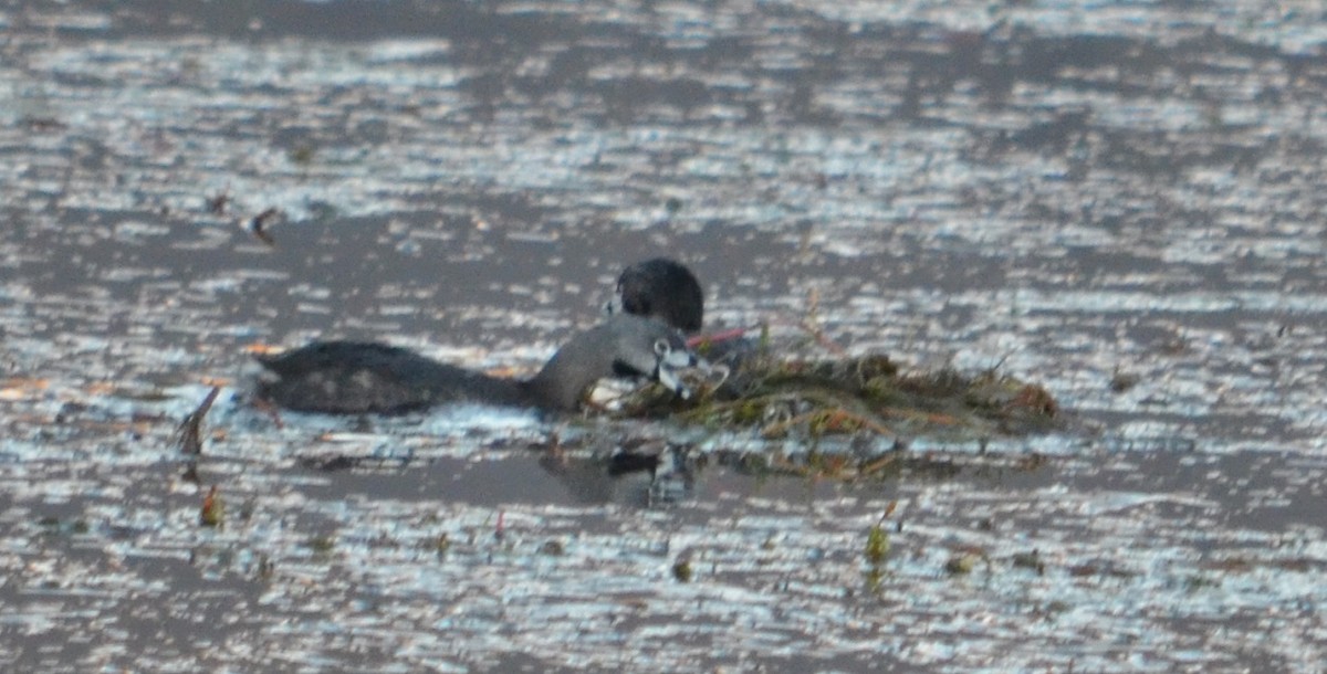 Pied-billed Grebe - ML372769611