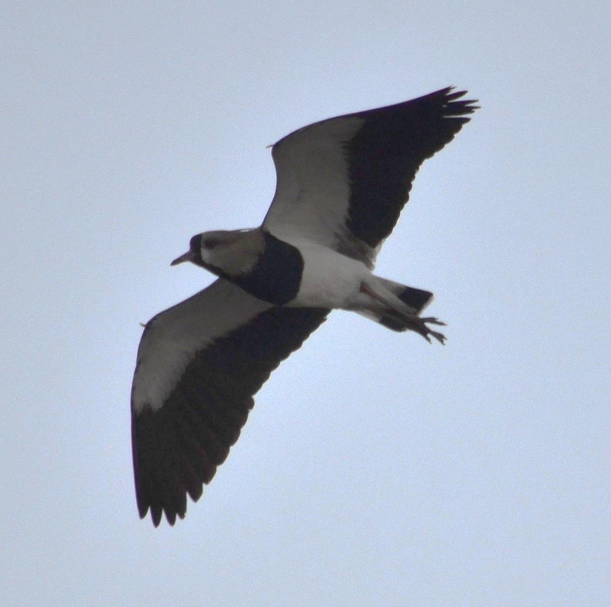 Southern Lapwing - Viviana Fuentes