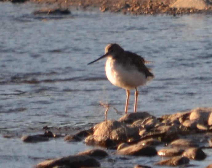 Greater Yellowlegs - ML372770271