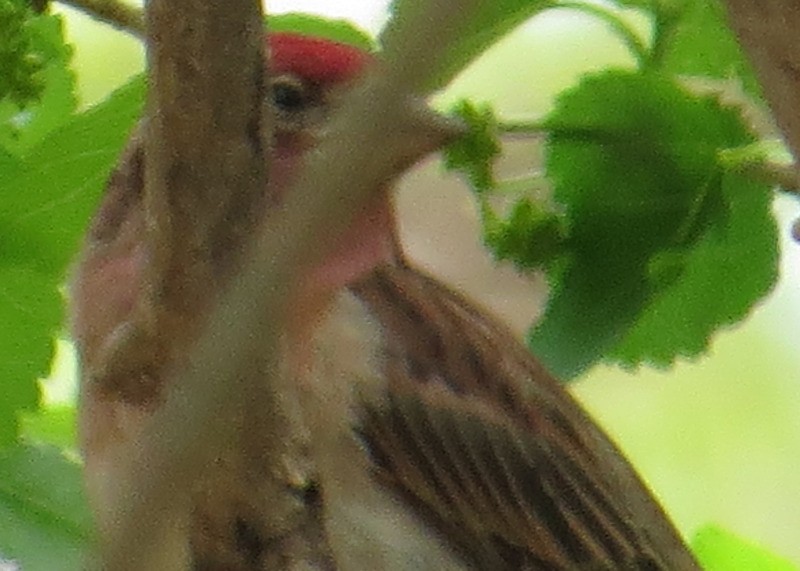 Cassin's Finch - ML37277041