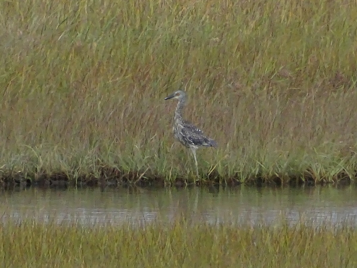 Yellow-crowned Night Heron - ML372770441