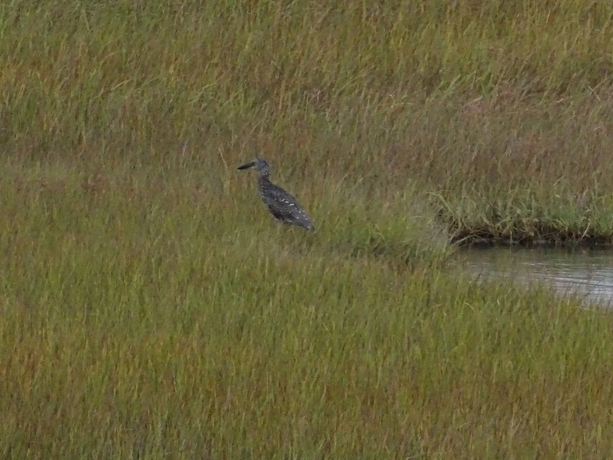 Yellow-crowned Night Heron - ML372770451