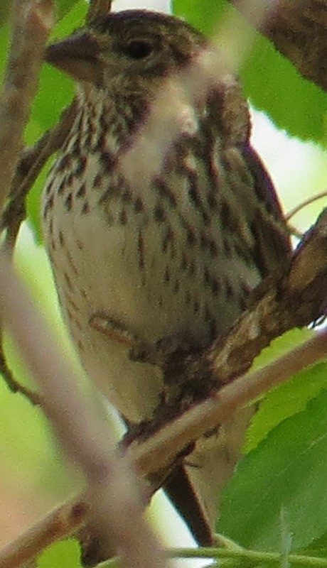 Cassin's Finch - ML37277051