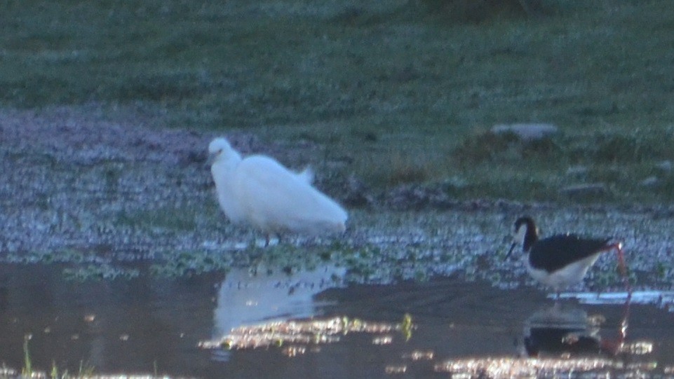 Snowy Egret - ML372770551