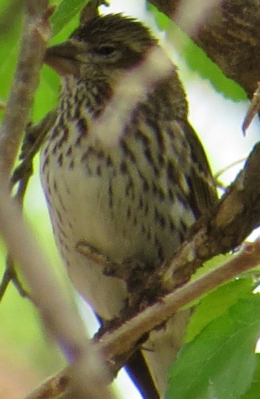 Cassin's Finch - ML37277061