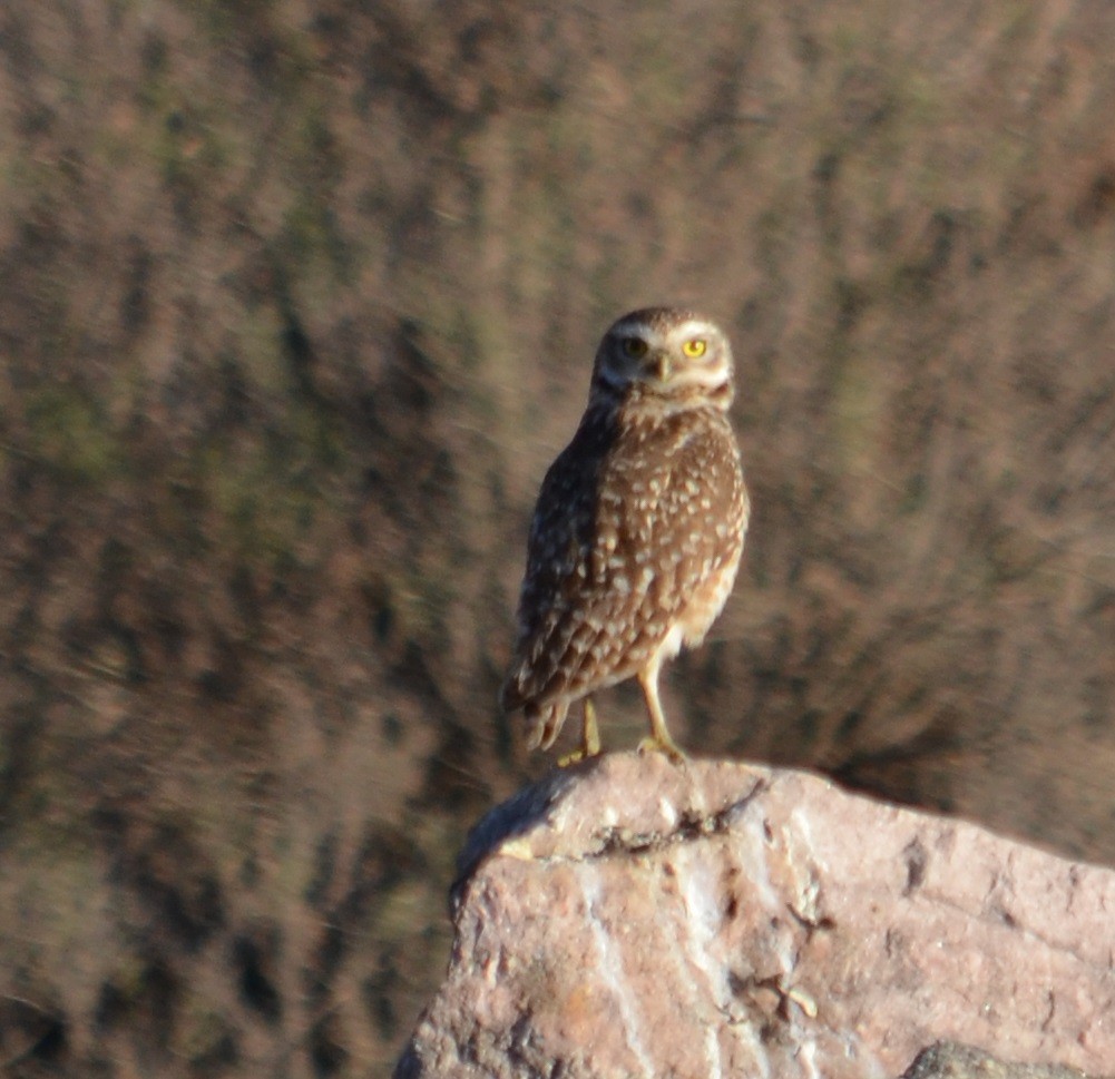 Burrowing Owl - ML372770701