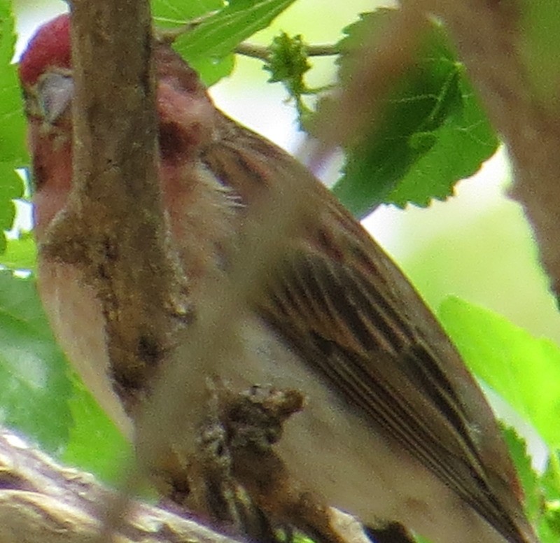 Cassin's Finch - ML37277071