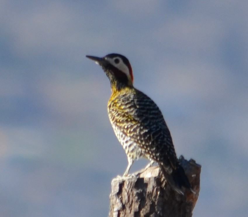 Green-barred Woodpecker - ML372770761