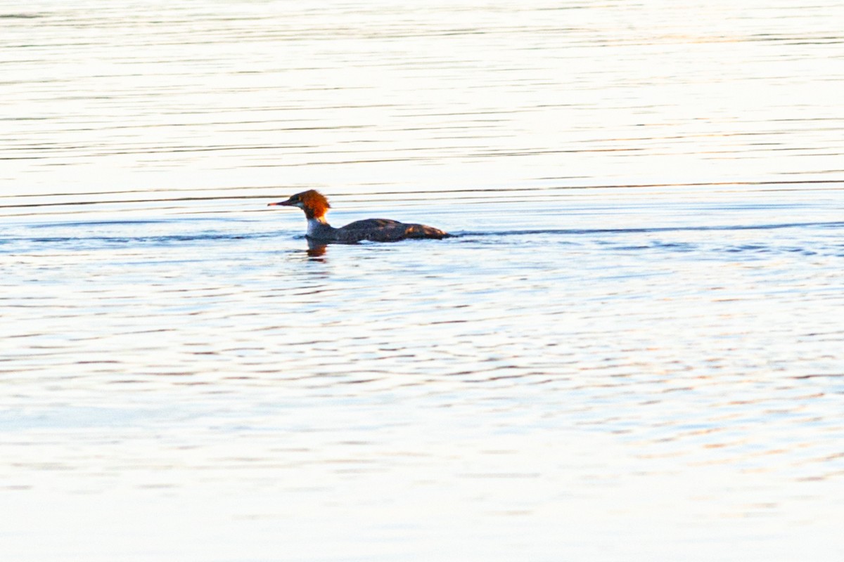 Common Merganser - ML372771741