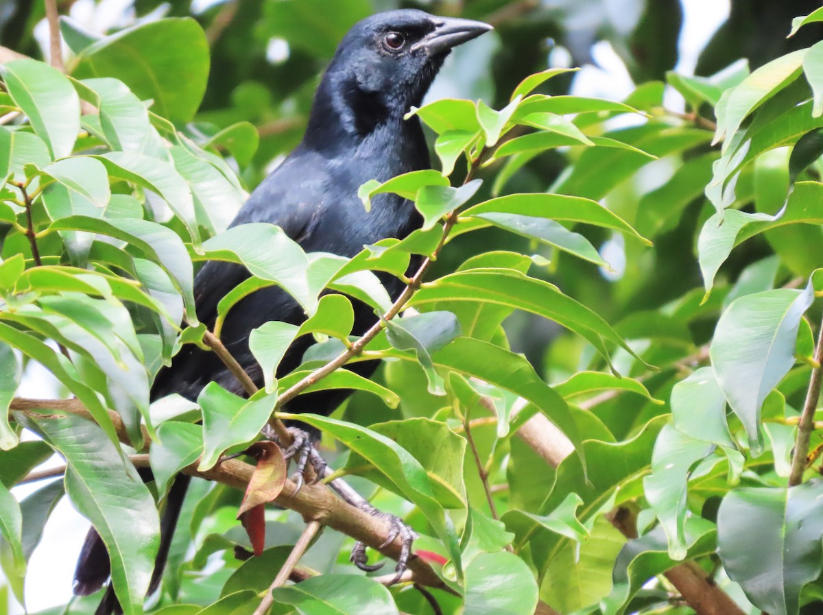 Melodious Blackbird - Rick Jacobsen