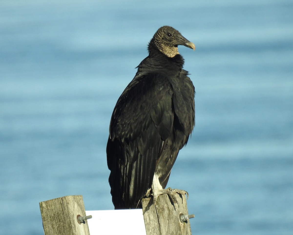 Black Vulture - ML372773091