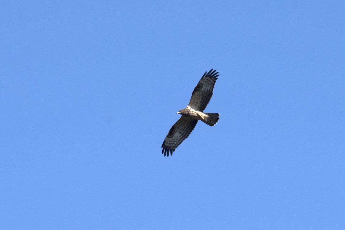 European Honey-buzzard - ML372775001