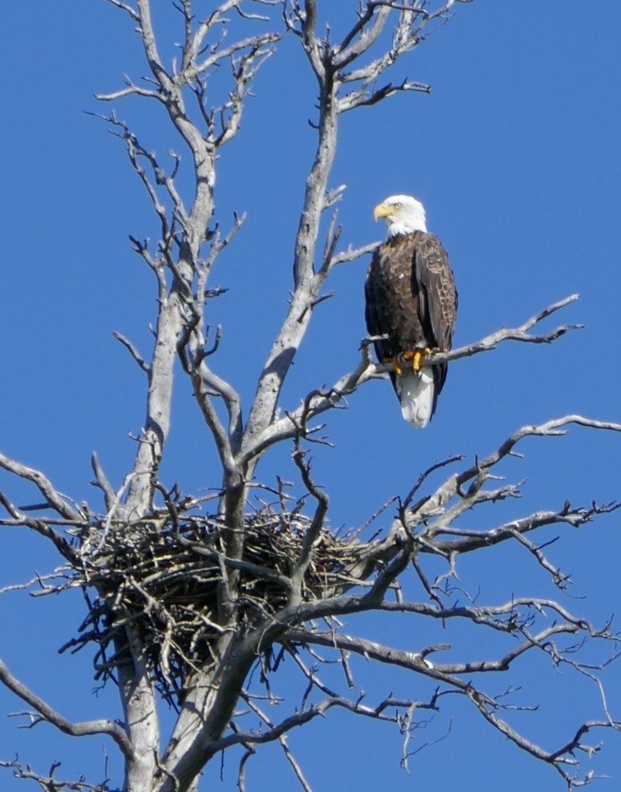 Bald Eagle - Paul Riome