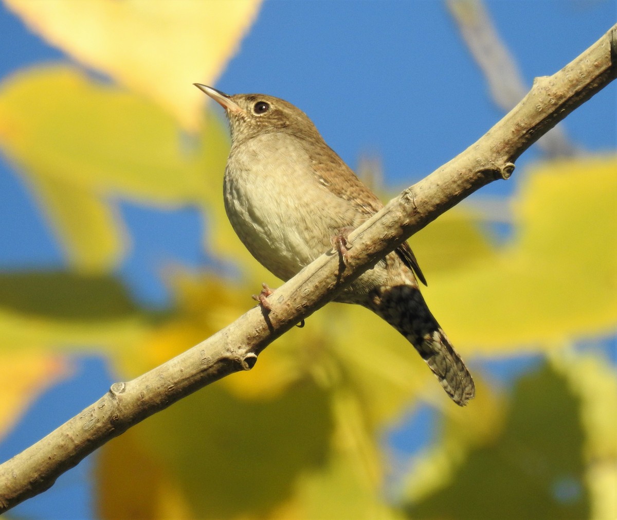 Northern House Wren - ML372776351