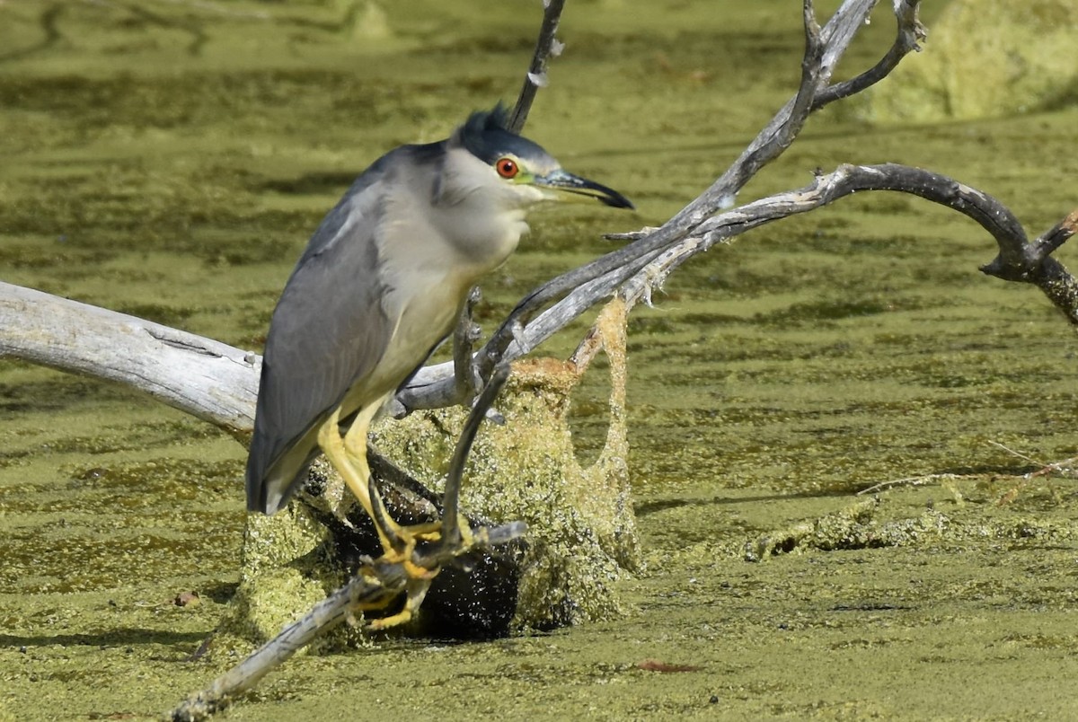 Black-crowned Night Heron - Elke Davis