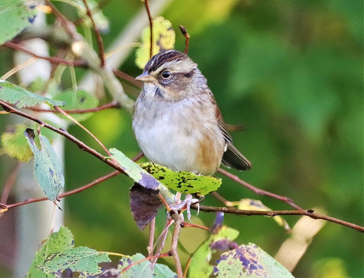 Swamp Sparrow - ML372778321