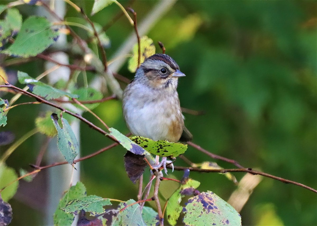 Swamp Sparrow - ML372778341