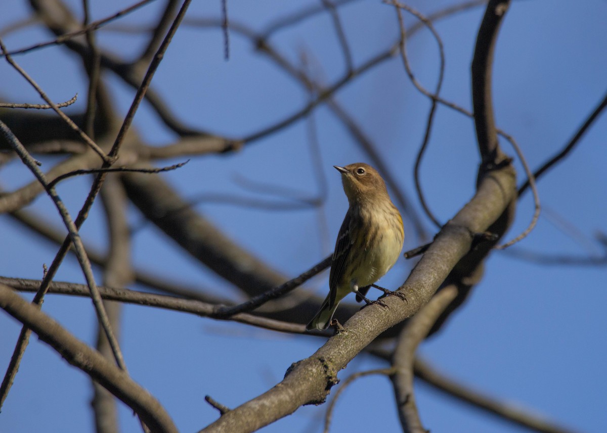 Yellow-rumped Warbler (Myrtle) - ML372778361