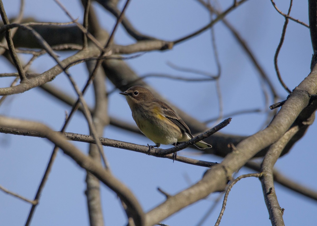 Yellow-rumped Warbler (Myrtle) - ML372778371