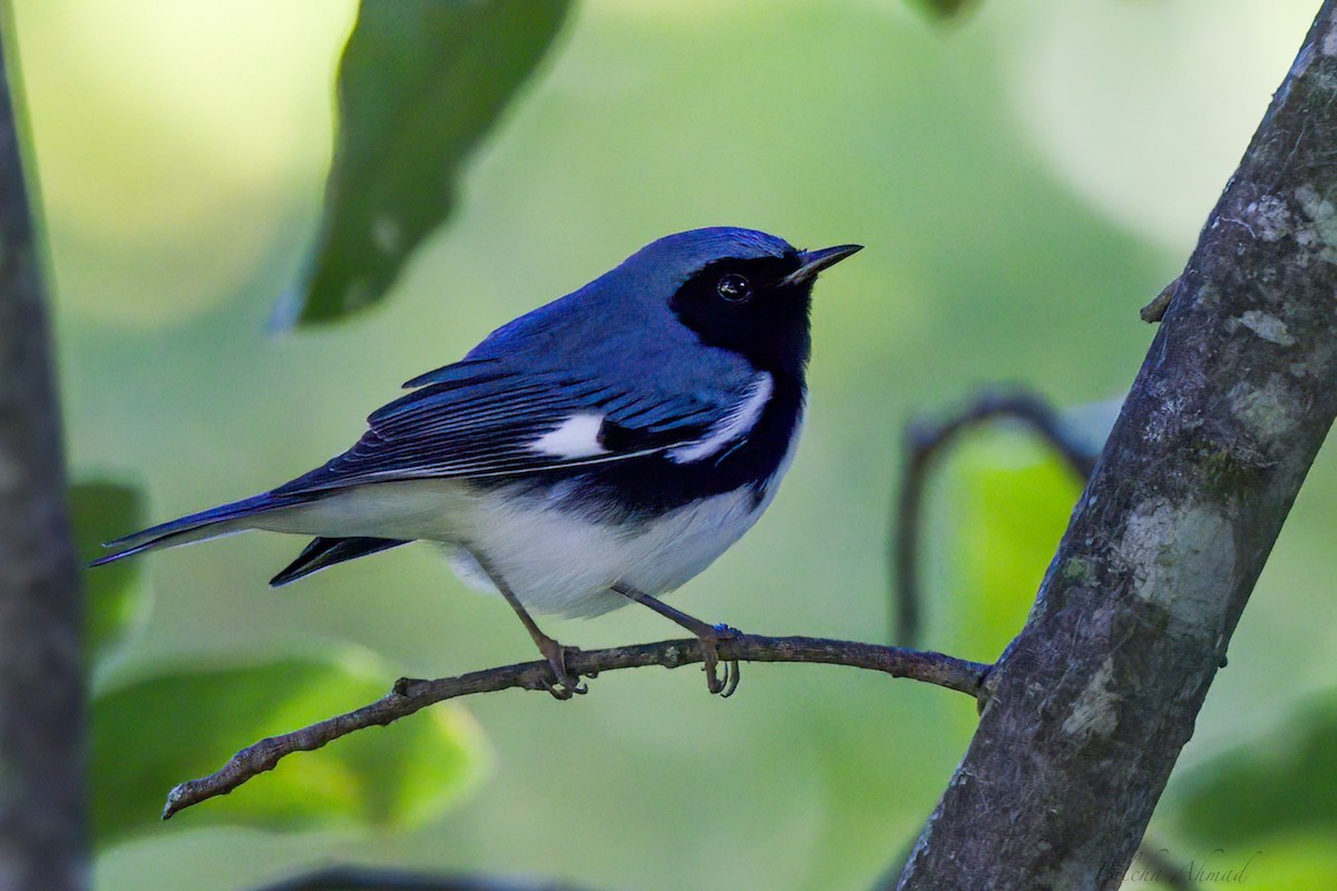 Black-throated Blue Warbler - Bilcha A