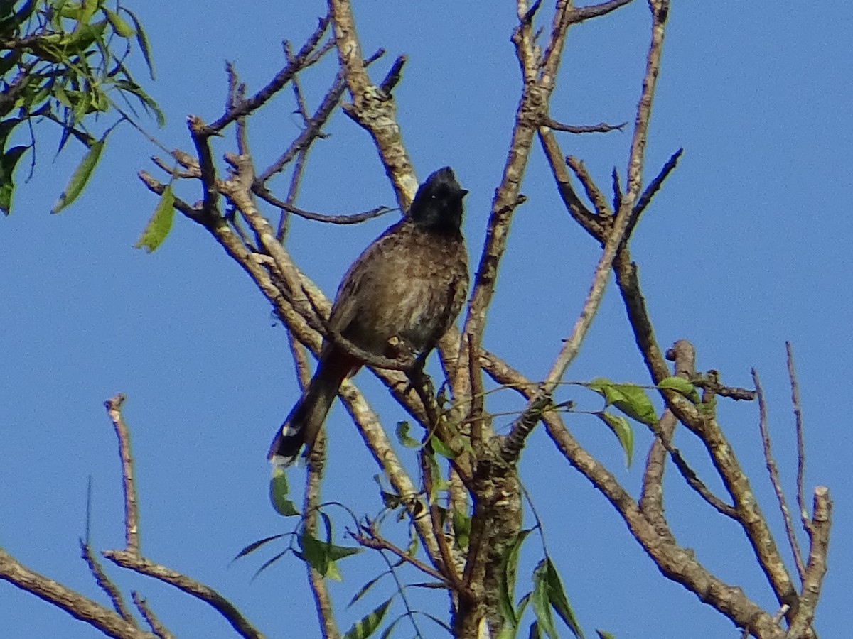 Red-vented Bulbul - ML372780031