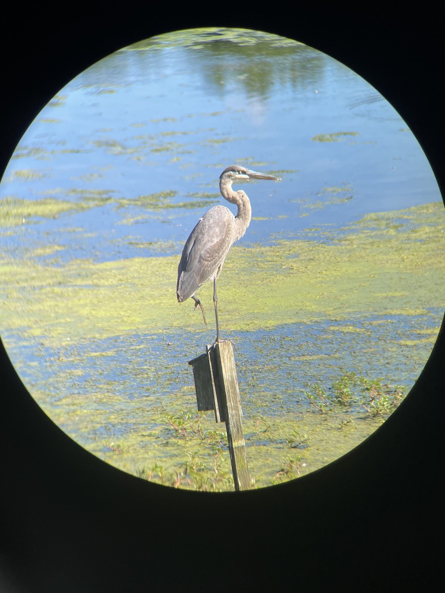 volavka velká - ML372780691