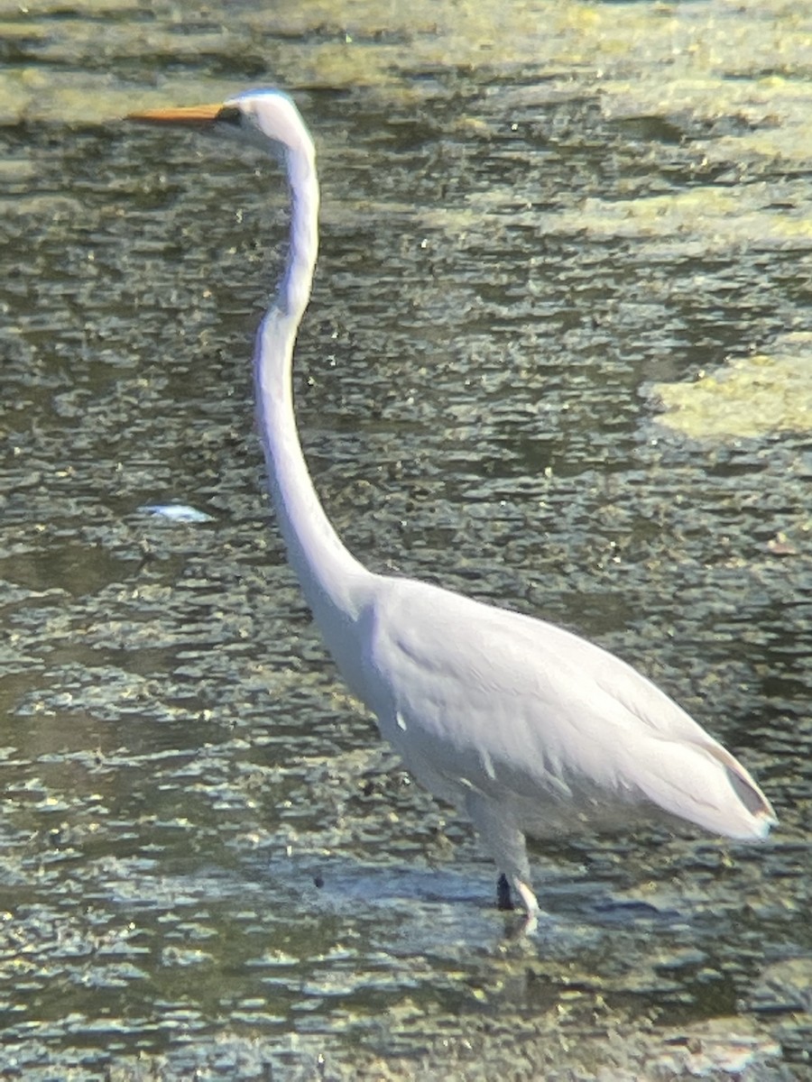 volavka bílá - ML372780751