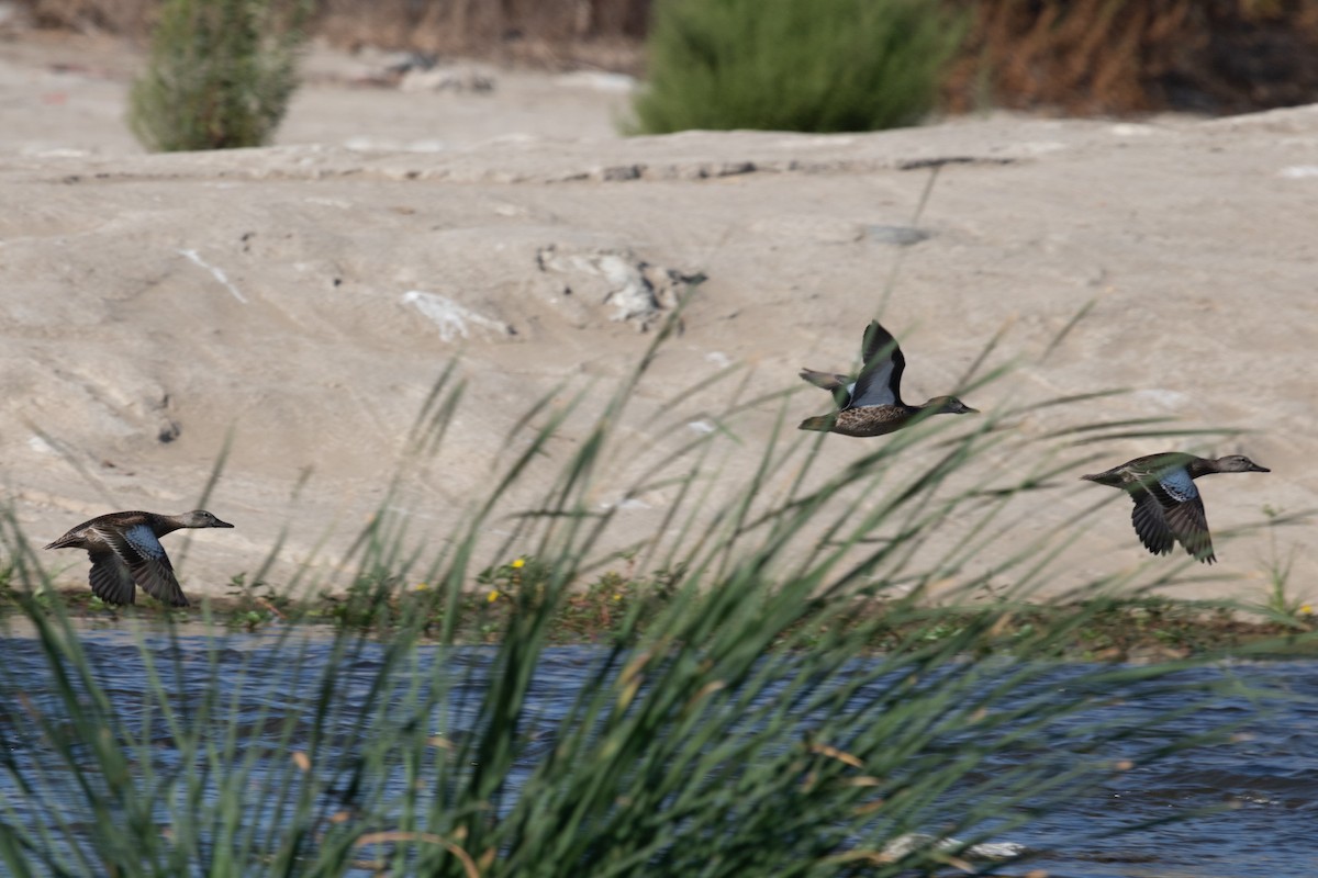 Blue-winged Teal - Rebecca Marschall