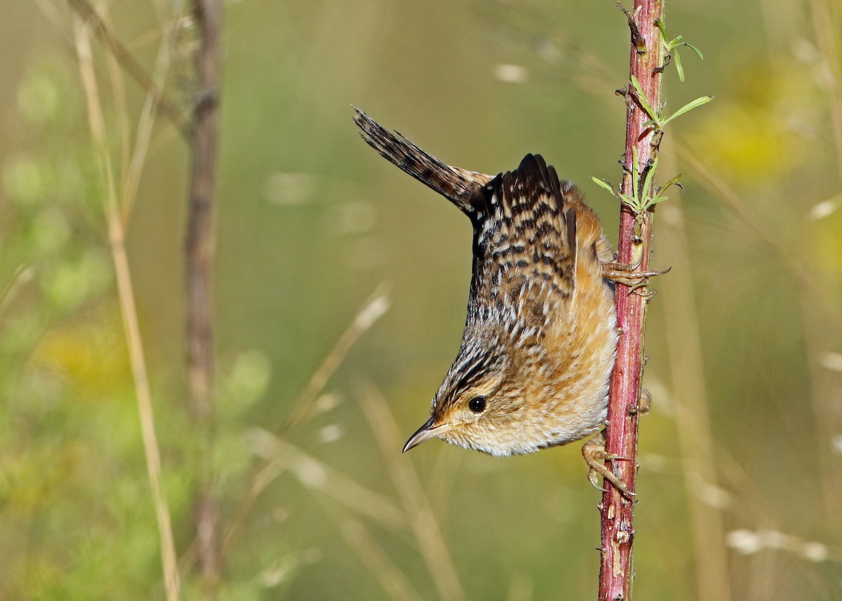 Sedge Wren - ML37278151