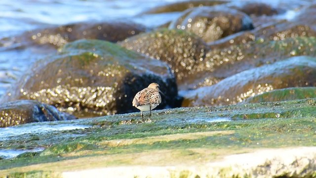 Dunlin - ML372782381