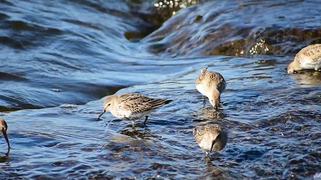 Dunlin - ML372782391