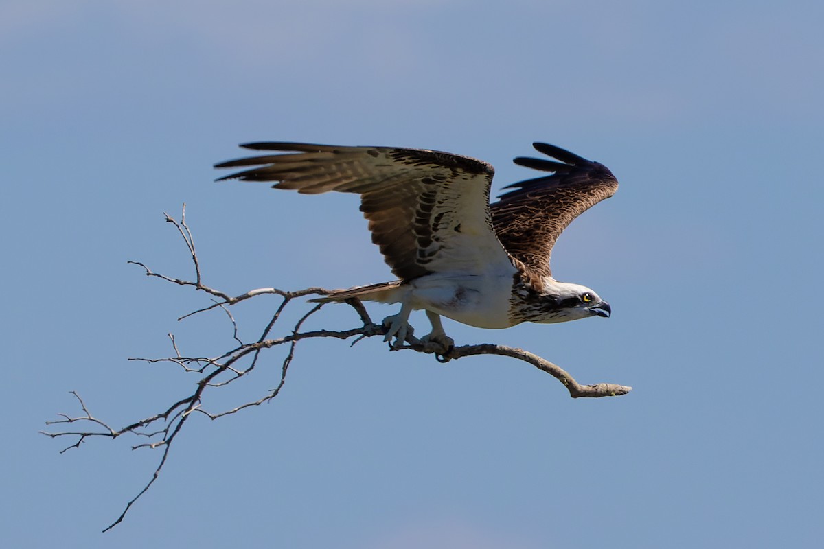 Osprey (Australasian) - ML372782951