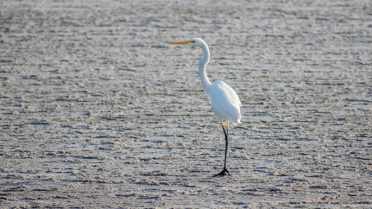 Great Egret - ML372783441