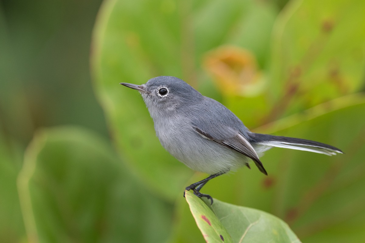 Blue-gray Gnatcatcher (Cozumel) - Luis Guillermo