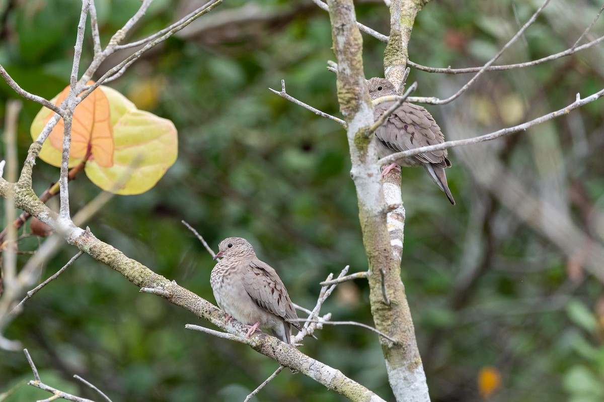 Common Ground Dove - Luis Guillermo