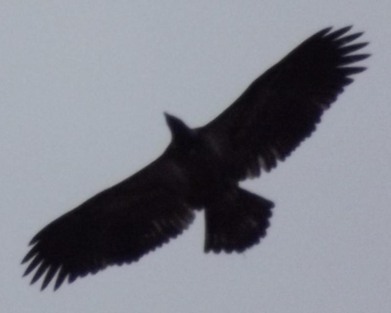 Bald Eagle - ML37278441