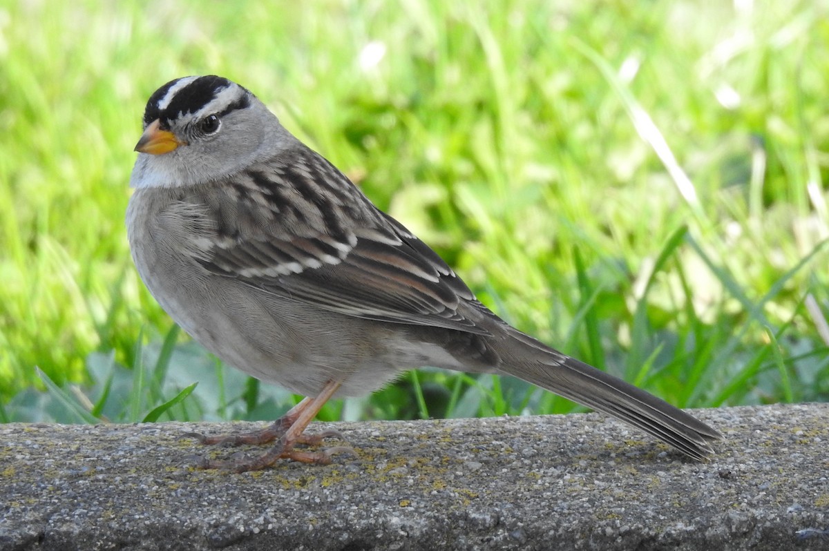 White-crowned Sparrow - ML372785681