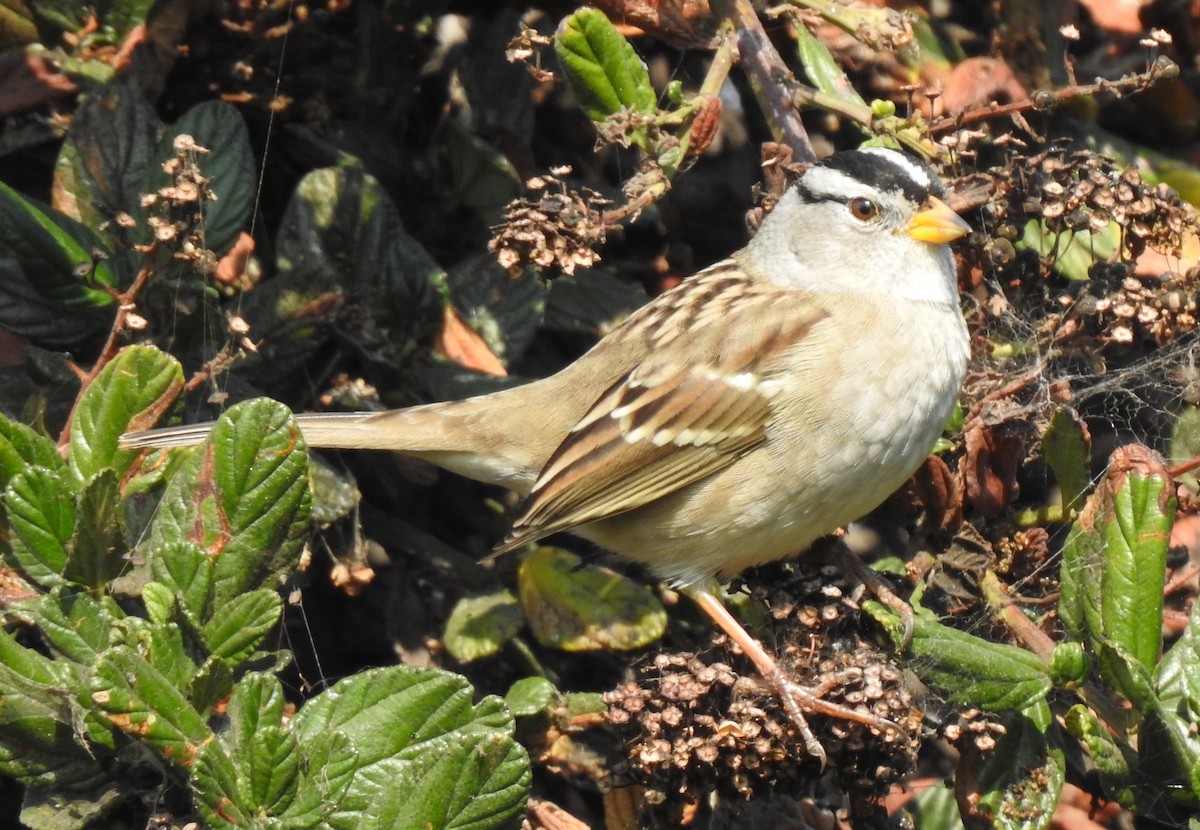 White-crowned Sparrow - ML372785711