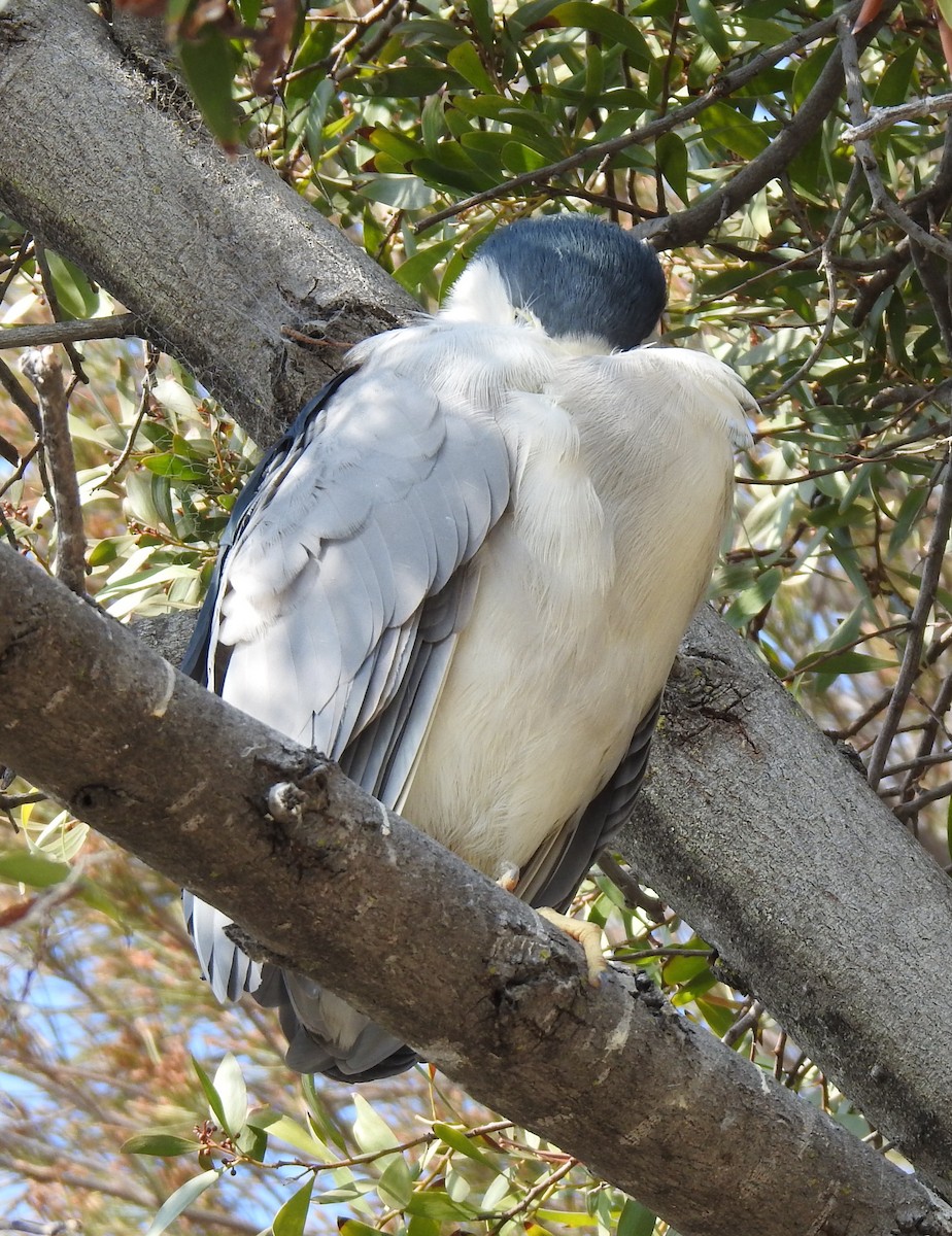 Black-crowned Night Heron - ML372785751