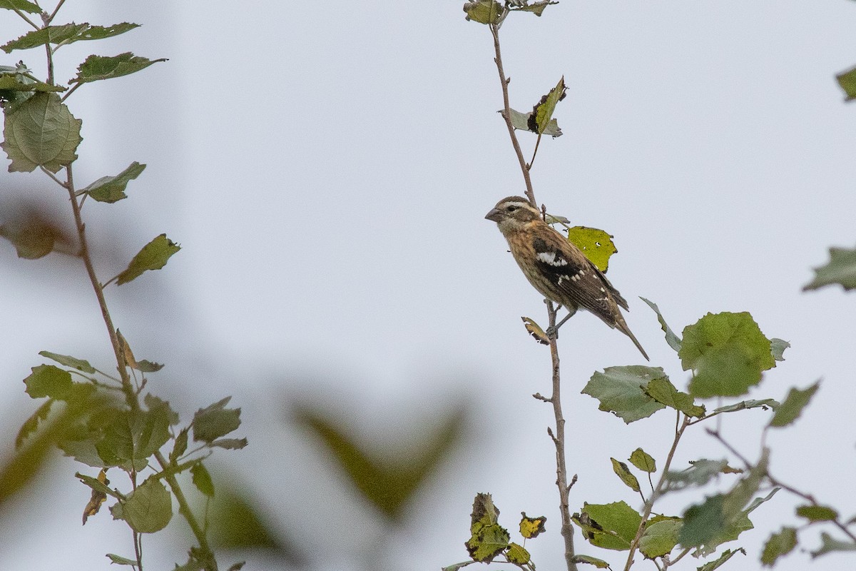 Rose-breasted Grosbeak - Nick Tepper