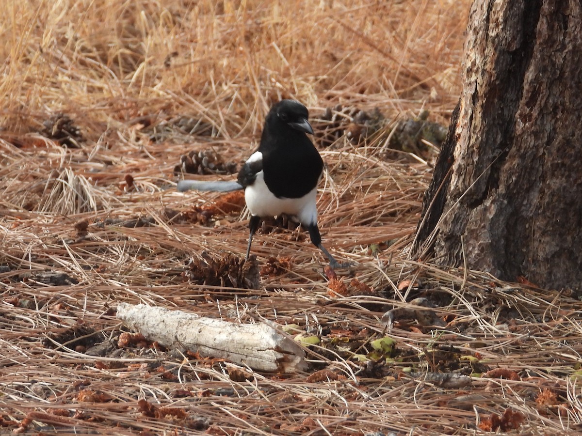 Black-billed Magpie - ML372787351