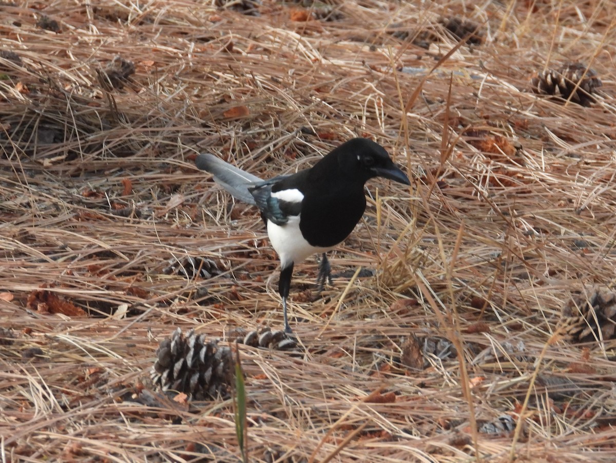 Black-billed Magpie - ML372787371