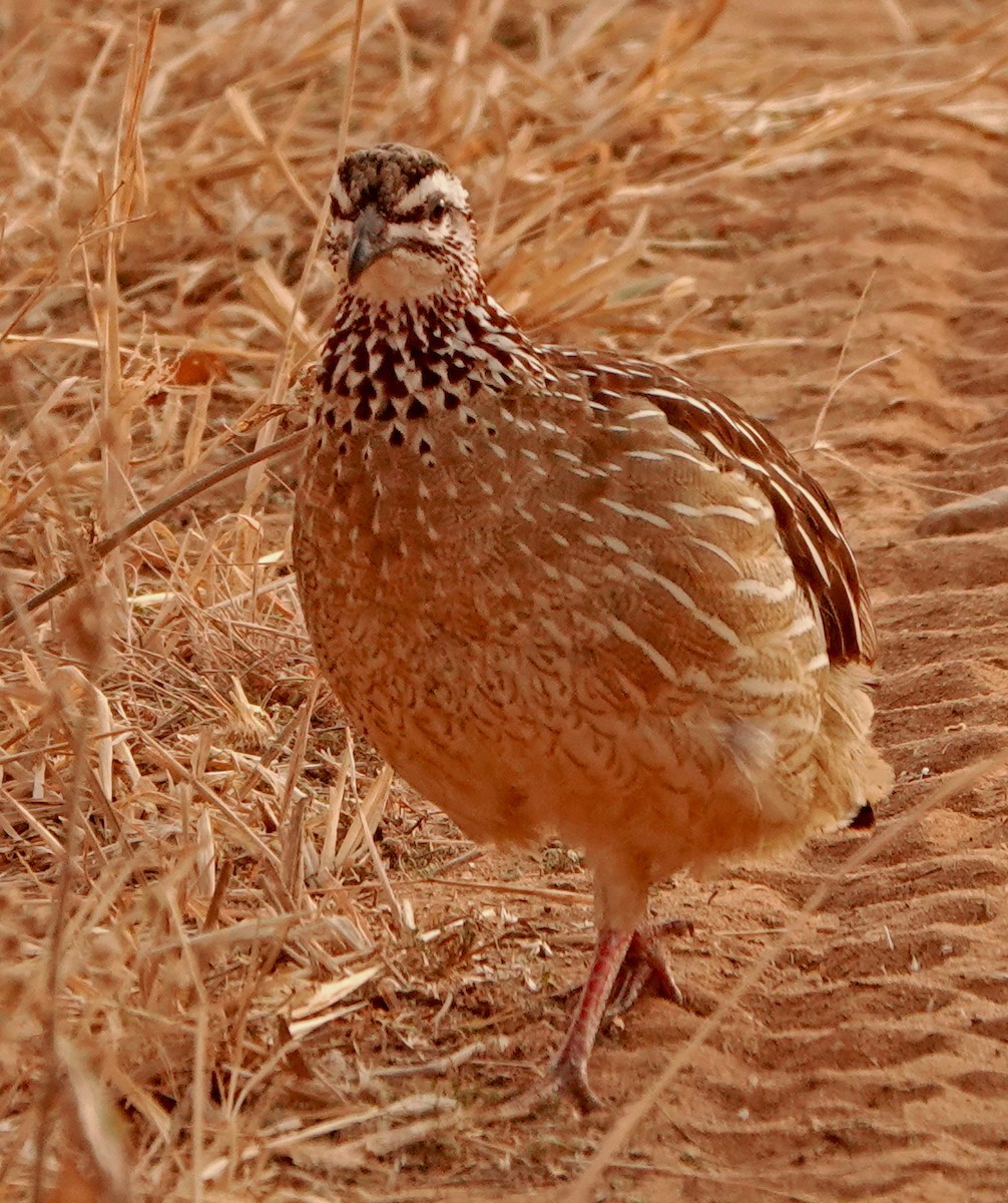 Crested Francolin - ML372787681