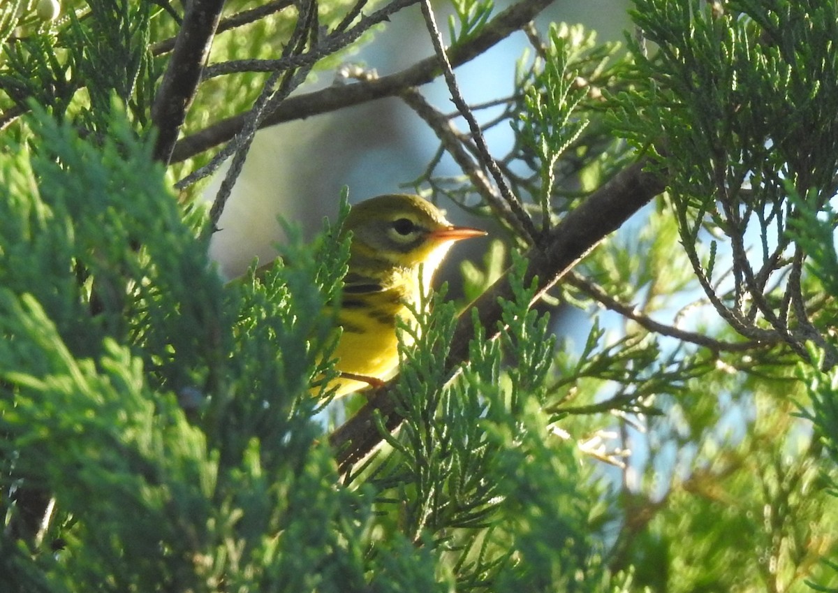 Prairie Warbler - ML372787981