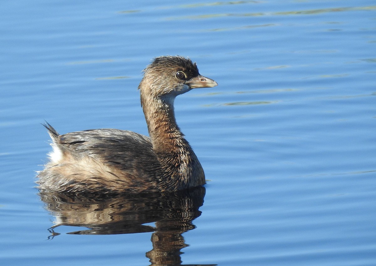 Pied-billed Grebe - Joel Adams