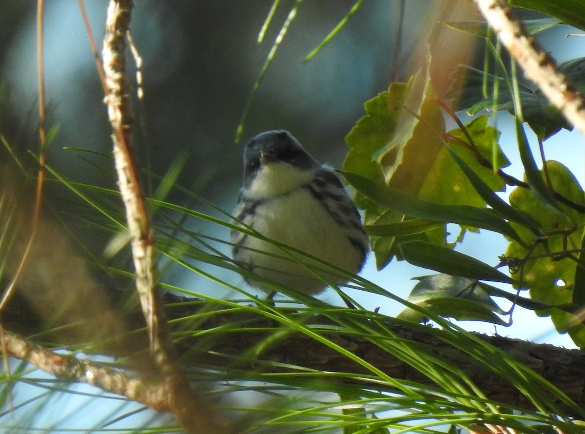 Blauwaldsänger - ML372789431