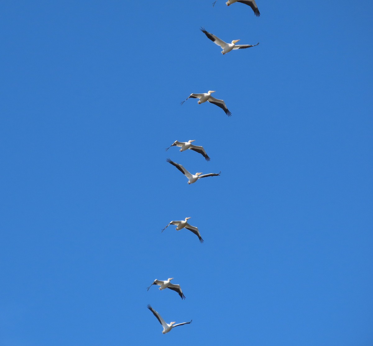 American White Pelican - ML372789651