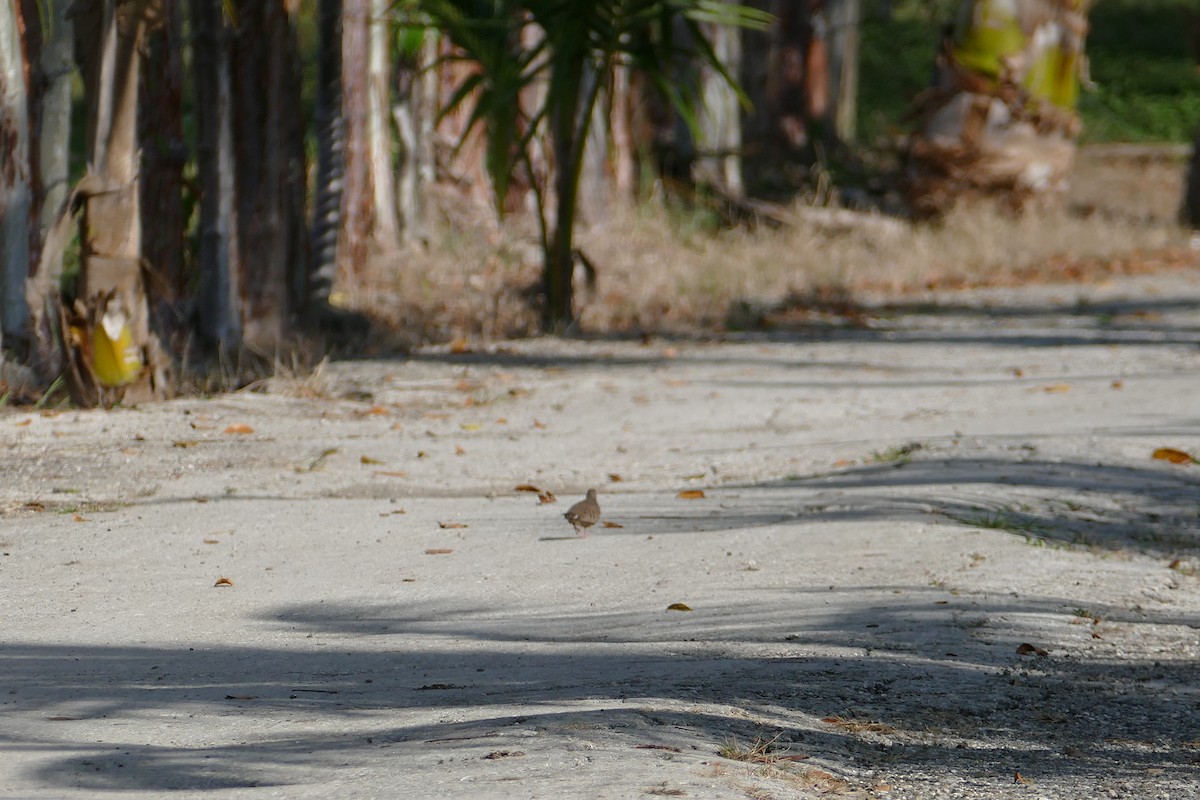 Common Ground Dove - ML372790101