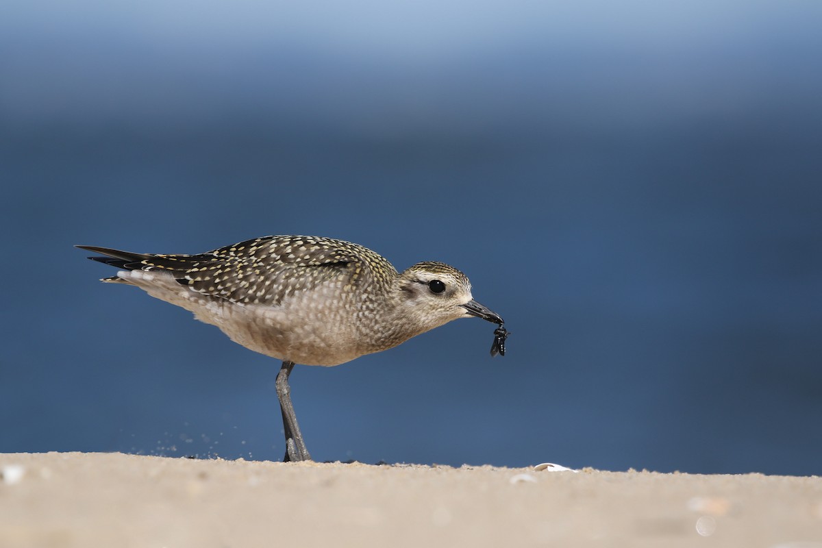 American Golden-Plover - ML372790521