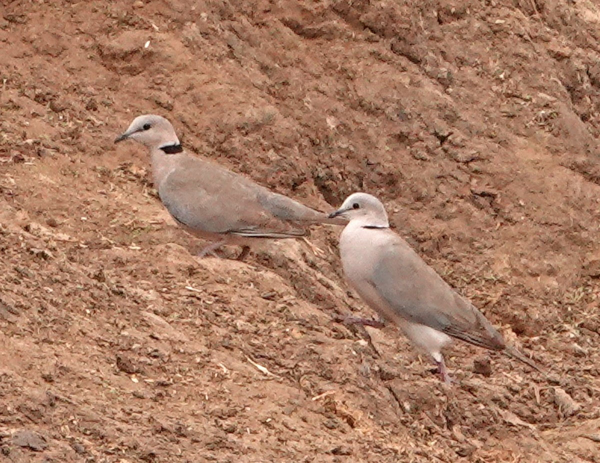 Ring-necked Dove - ML372790731